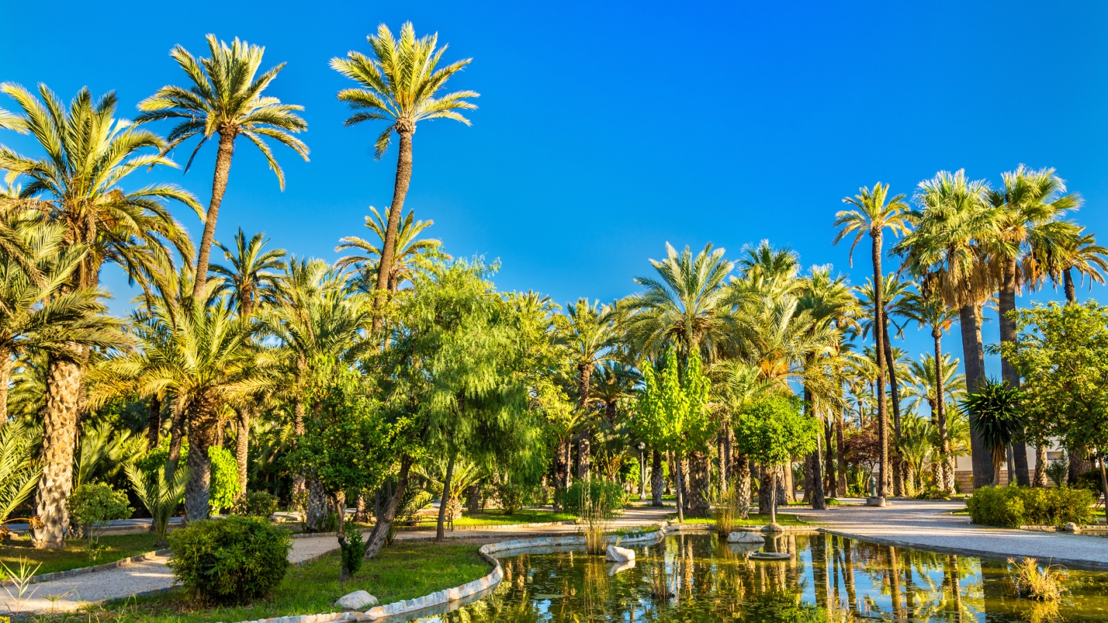 shutterstock 529943362 - Elche