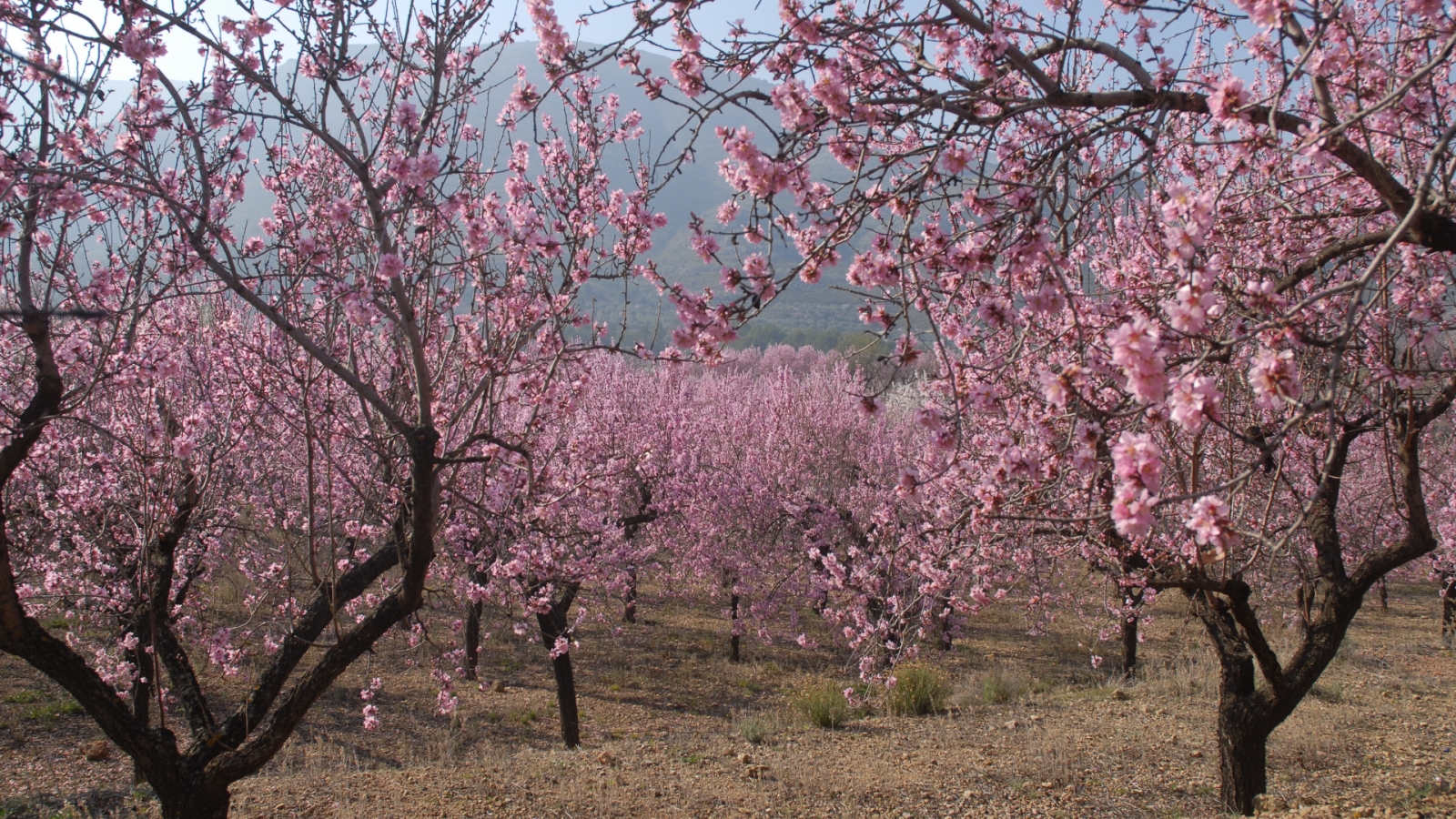 shutterstock 1245555376 - Alcalali. Jalon Valley