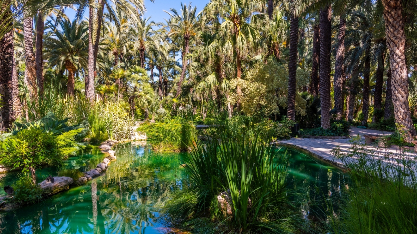 shutterstock 2037450875 - Elche