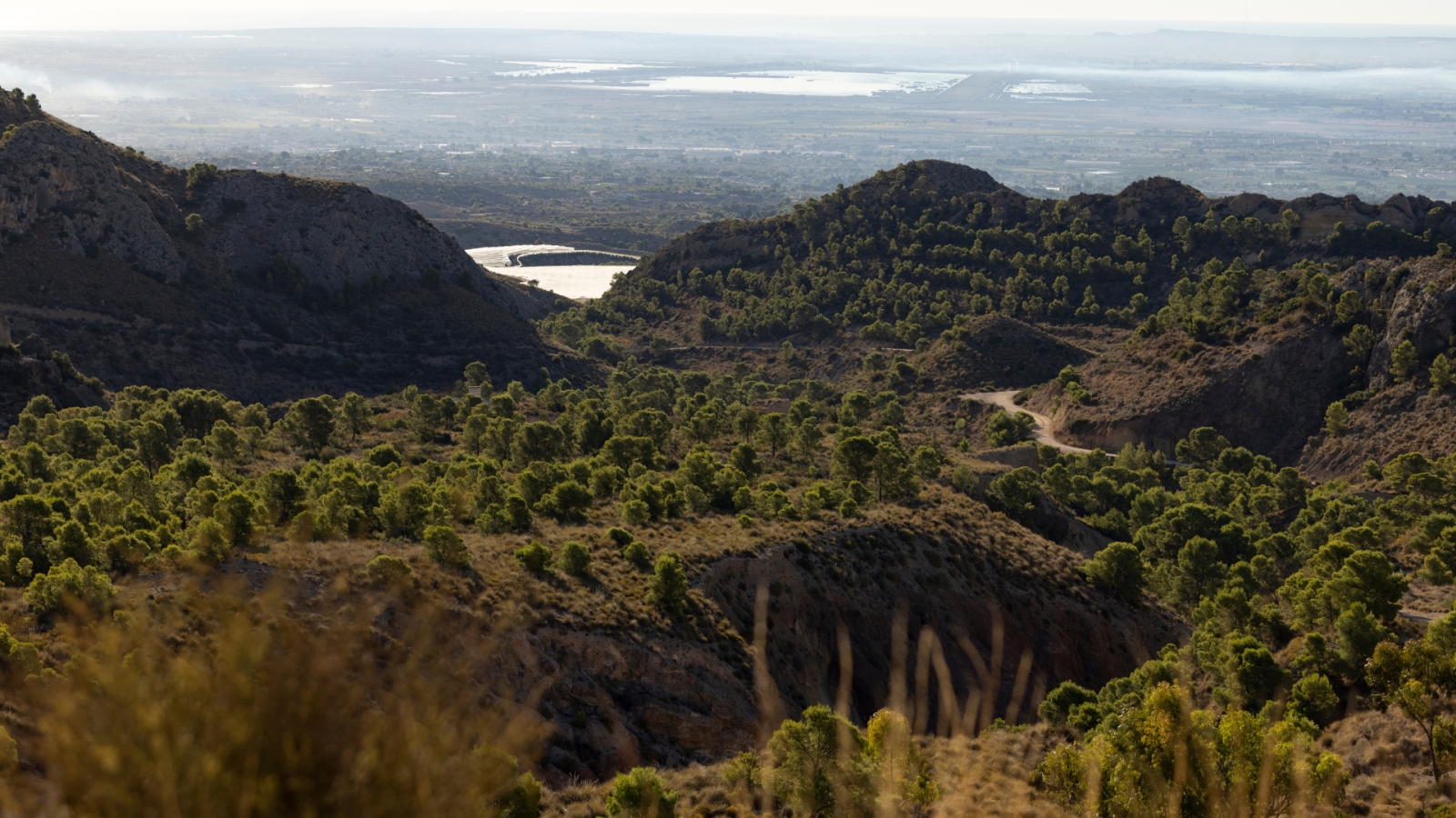 shutterstock 2054791994 - Crevillente