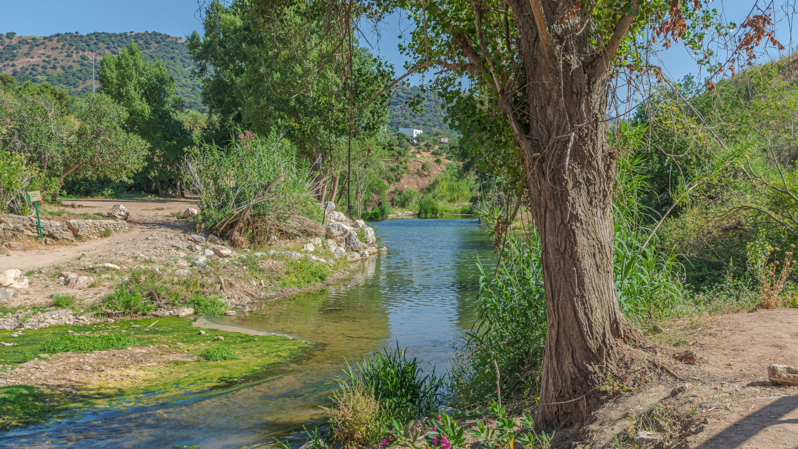 shutterstock 1653542662 - Guadiaro