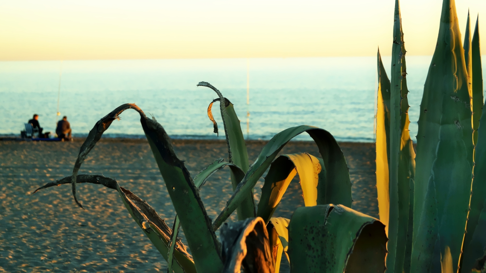 shutterstock 1728470626 - Almayate Bajo