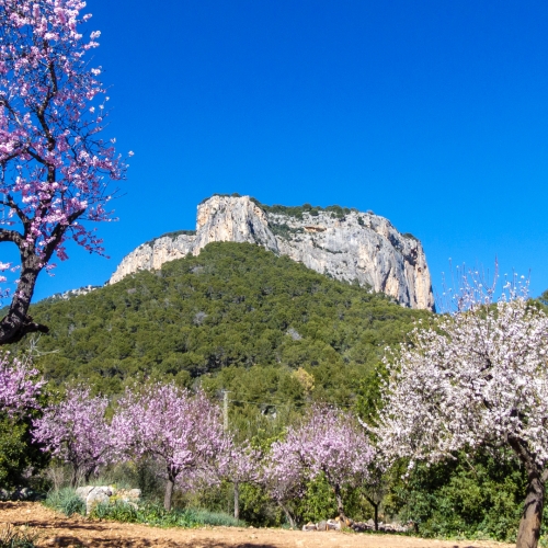 shutterstock 1317996098 - Álaro, Mallorca