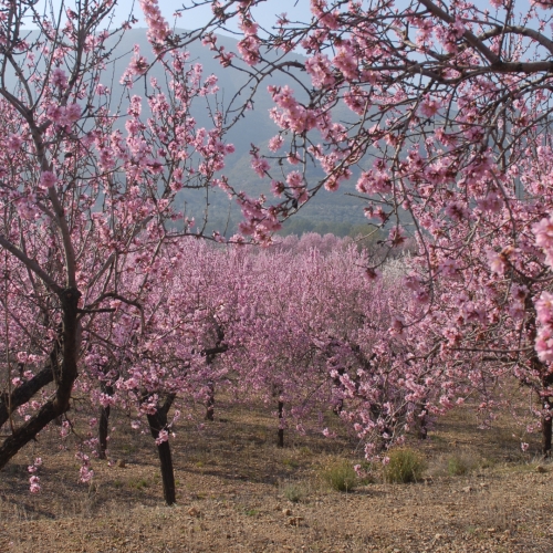 shutterstock 1245555376 - Alcalali. Jalon Valley