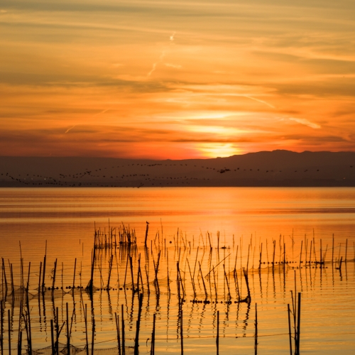 shutterstock 1930929812 - Albufera