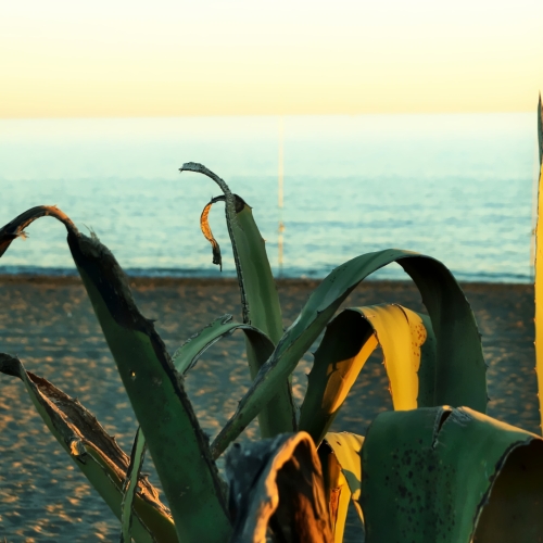 shutterstock 1728470626 - Almayate Bajo