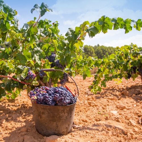 shutterstock 183079301 - Requena