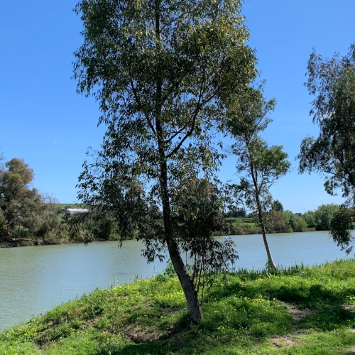 shutterstock 1940437756 - Pueblo Nuevo de Guadiaro