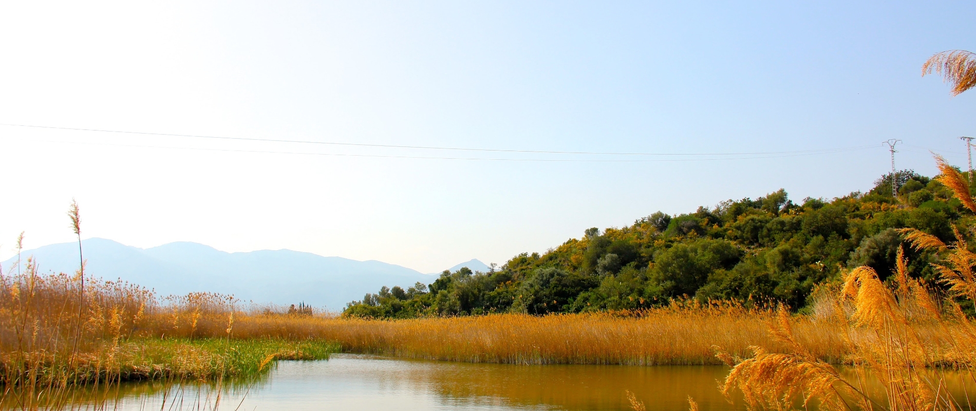 shutterstock 1166900443 - Pego